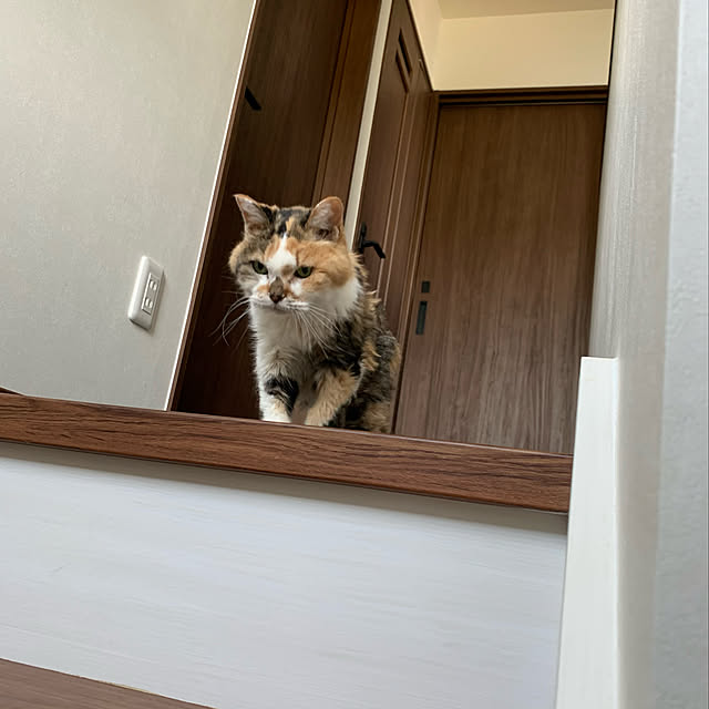 mikeume7さんの実例写真