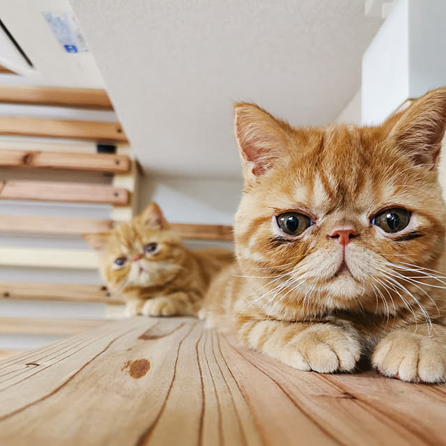 nimさんの実例写真