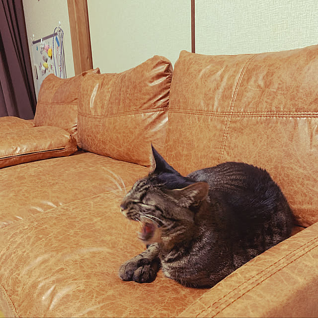 kuromiさんの実例写真