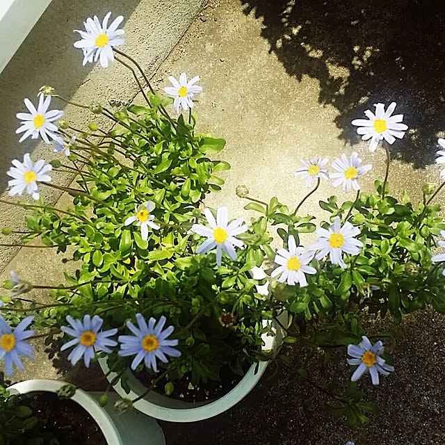 happyleaf0528さんの実例写真