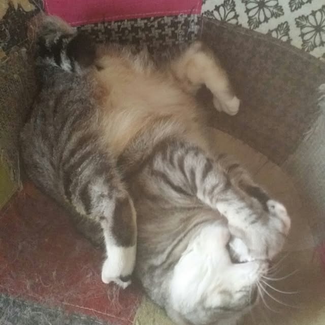 annさんの実例写真