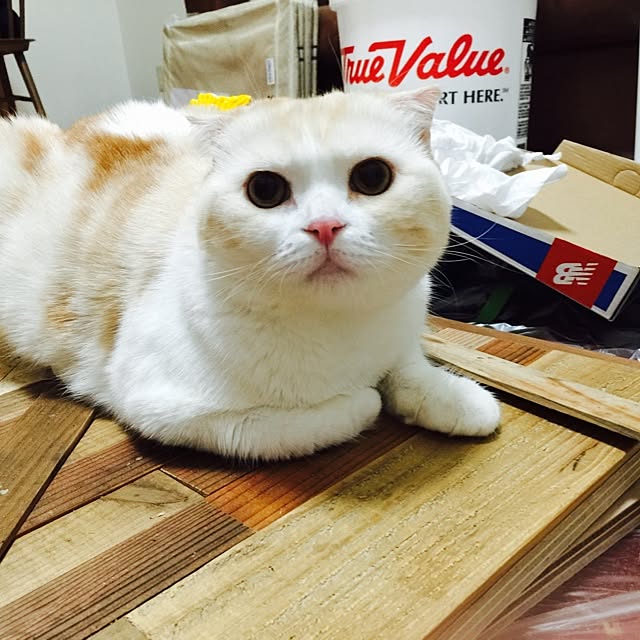 hara0707さんの実例写真