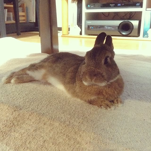 yuzu0223さんの実例写真