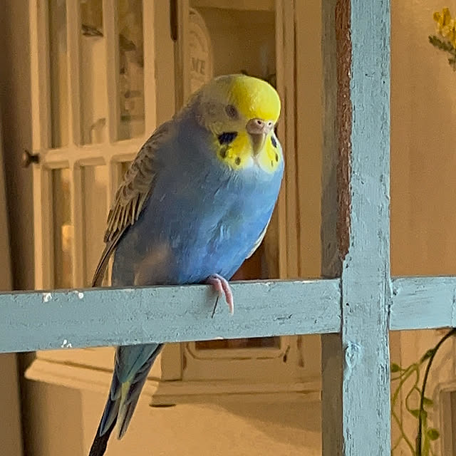 Atsukoさんの部屋