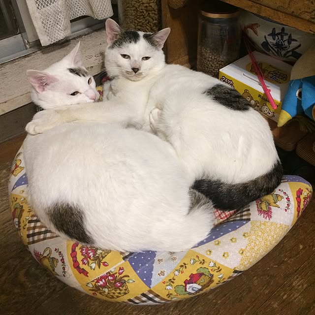 Masamiさんの実例写真