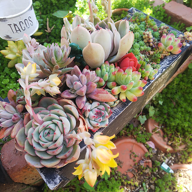 木箱の寄せ植えのおすすめ商品とおしゃれな実例 | RoomClip 木箱の寄せ植えのおすすめ商品とおしゃれな実例 | RoomClip