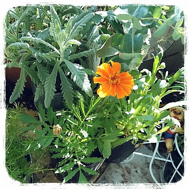 OBTERNIR88filerさんの実例写真