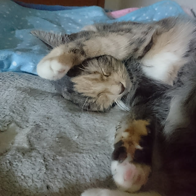 shinobuさんの実例写真