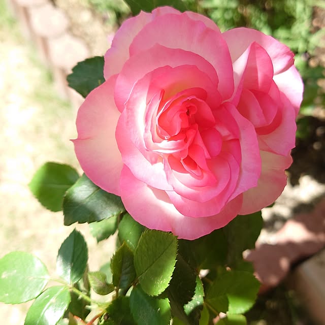 fleur-mamanさんの実例写真