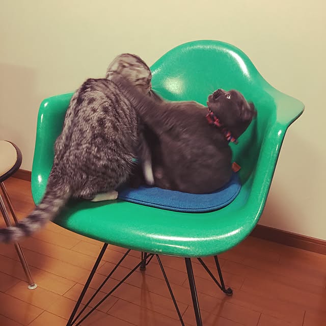 Shojiさんの実例写真