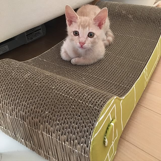 Chamさんの実例写真