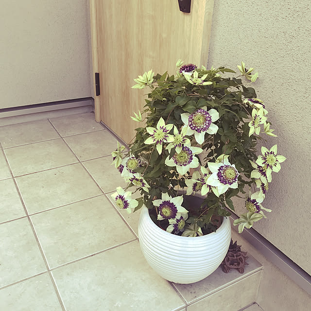 chiapetさんの実例写真