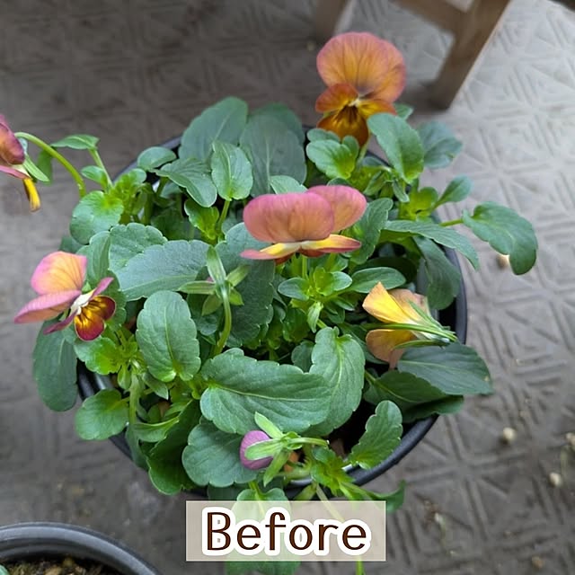 mi-saさんの部屋