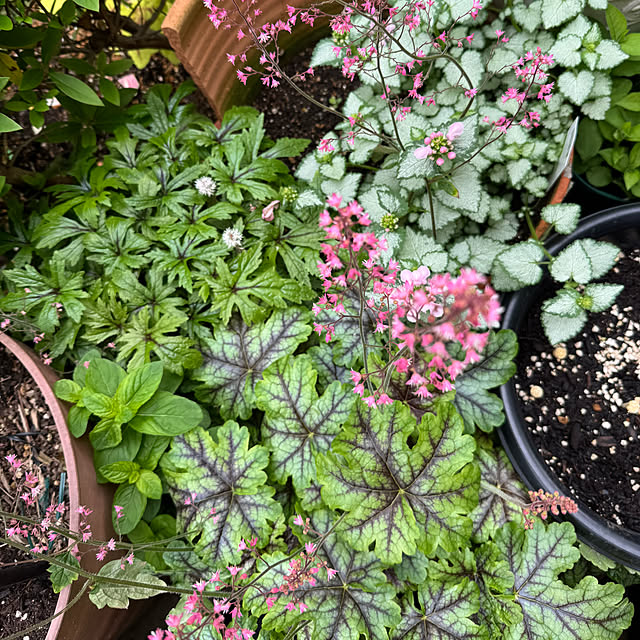 mamizaさんの部屋