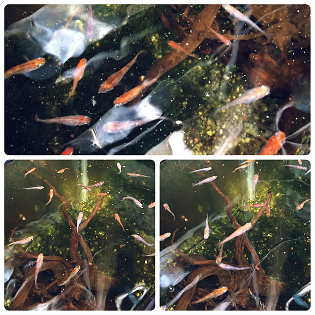 実例写真