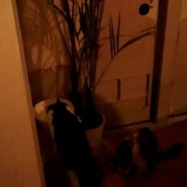 catloveさんの部屋
