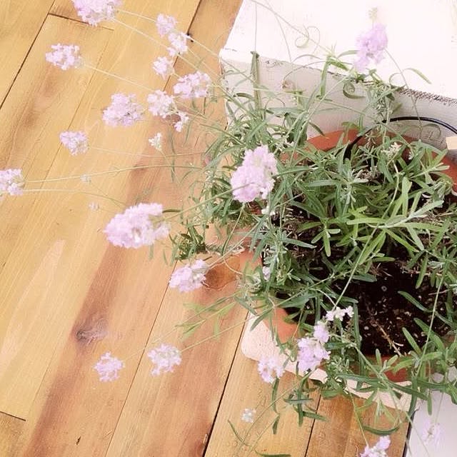 shihoさんの実例写真