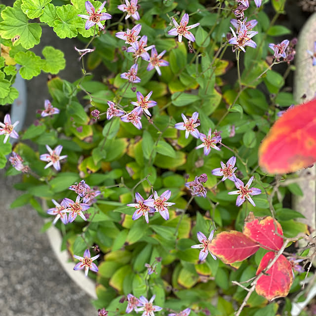 mutsuさんの部屋