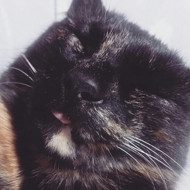 Ryoさんの実例写真