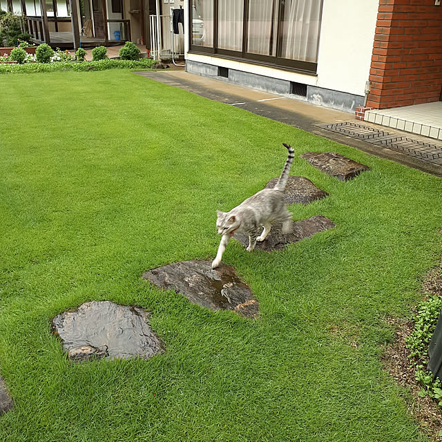 実例写真