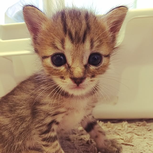 tinaさんの実例写真