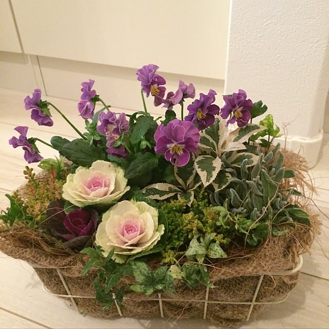 玄関/入り口/寄せ植えのインテリア実例 - 2018-12-15 23:00:53