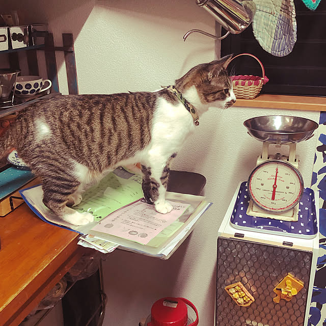 jijiさんの実例写真