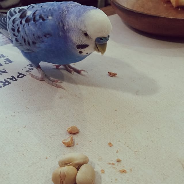opiopiopiさんの実例写真