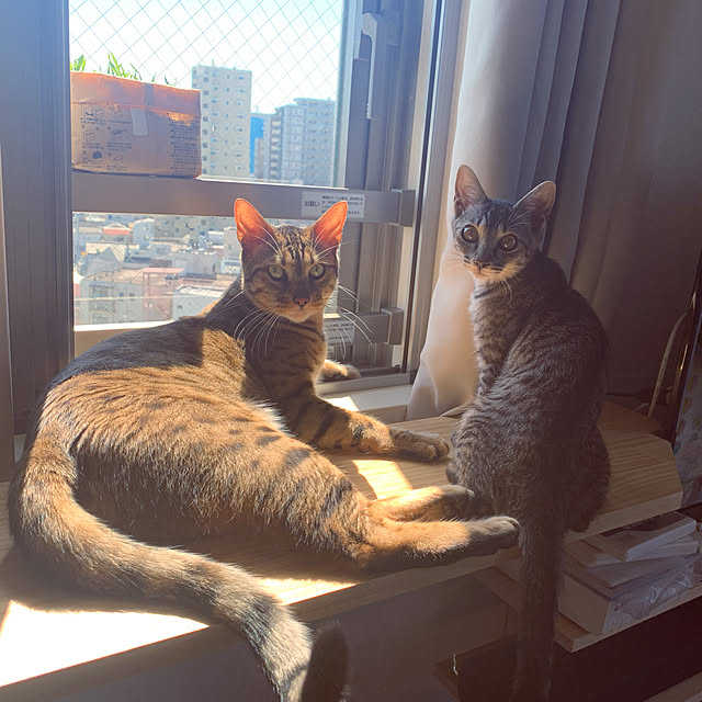 konashanさんの実例写真