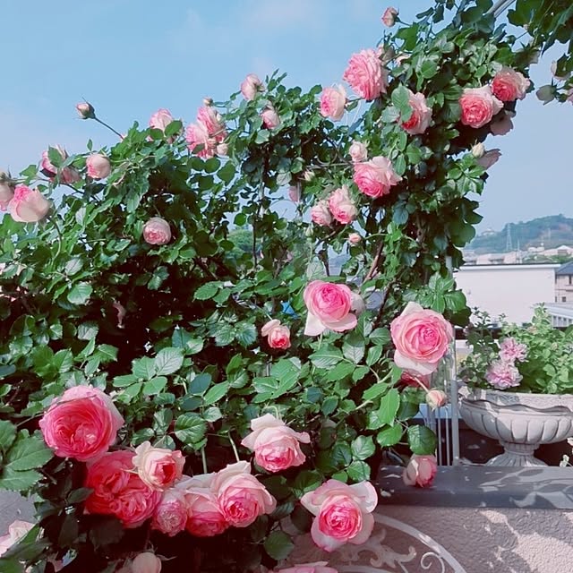 twinkle-butterfly38さんの実例写真