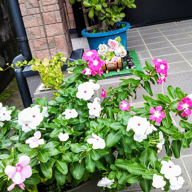 Tirorinさんの実例写真