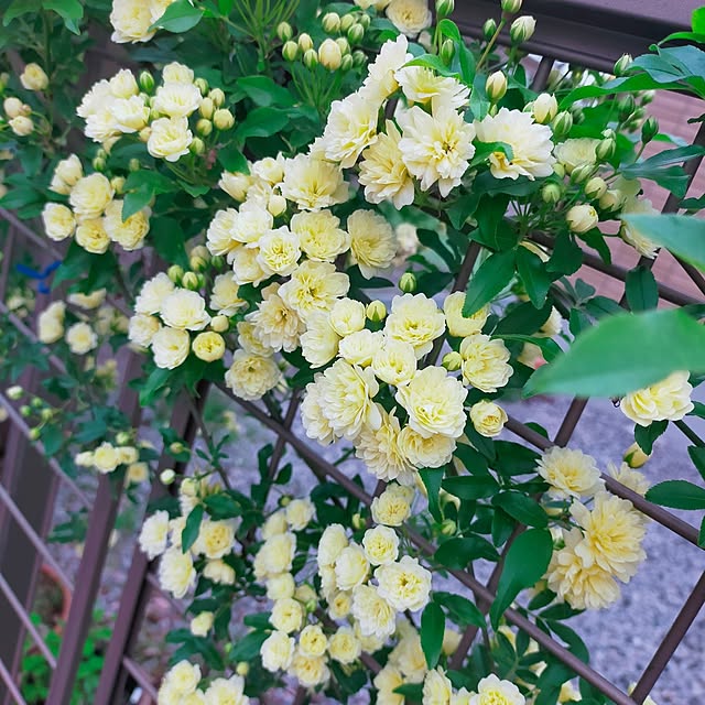 nairuoさんの部屋