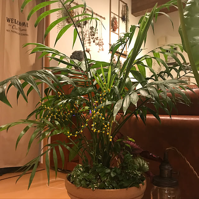 miya5さんの実例写真