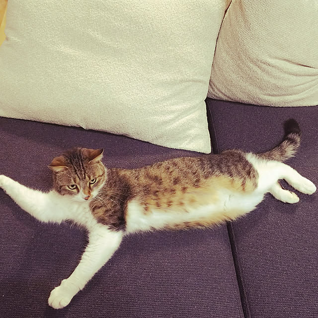 akibchanさんの実例写真