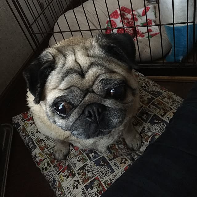 picoさんの実例写真