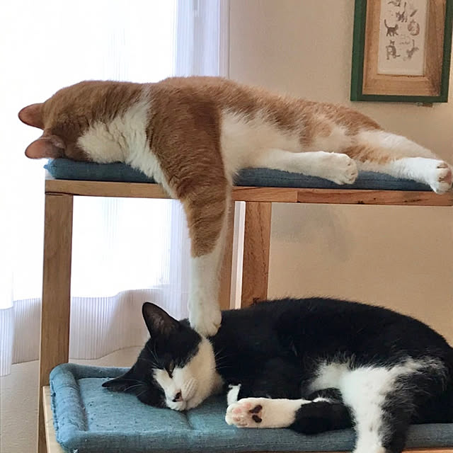 mako2yaさんの実例写真