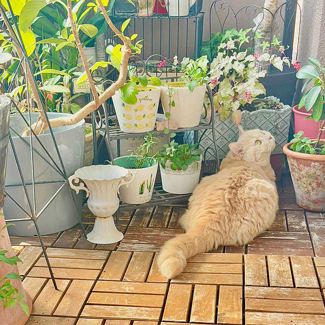 naokoさんの実例写真