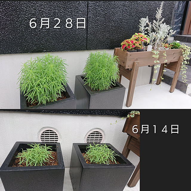 koekuさんの実例写真