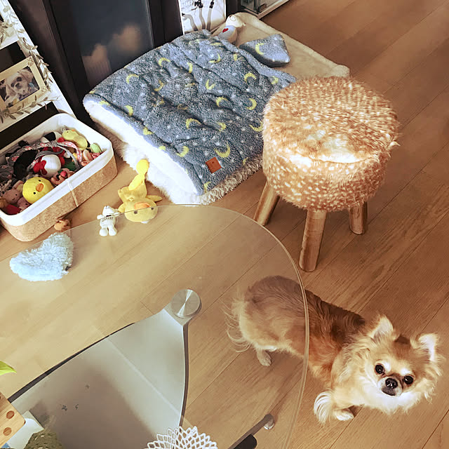 molpieさんの実例写真