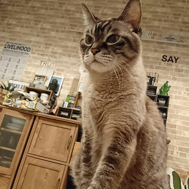 mu-chan.dadadaさんの実例写真