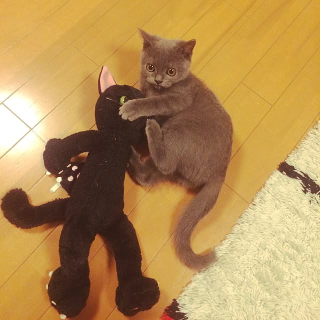 Shojiさんの実例写真
