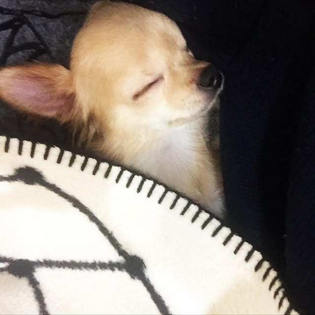 mihaaさんの実例写真