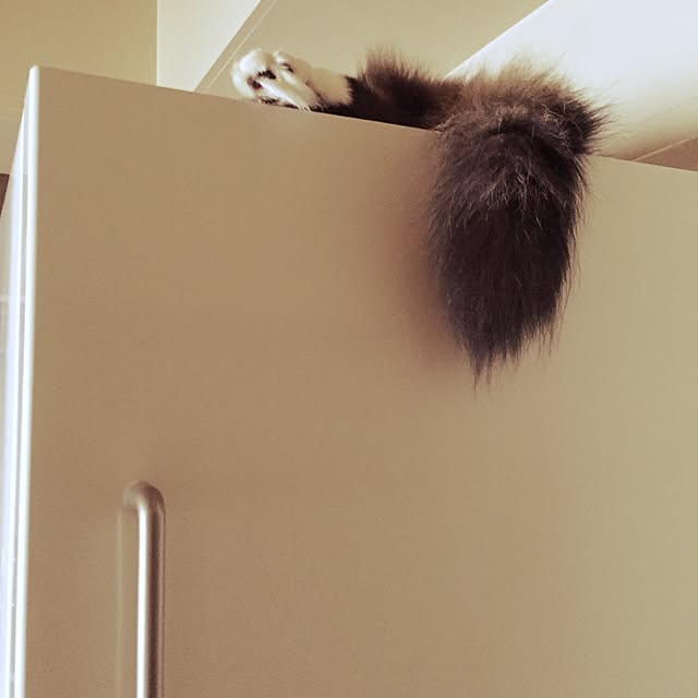 neco7さんの実例写真