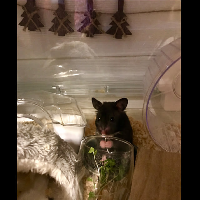 butachanさんの実例写真