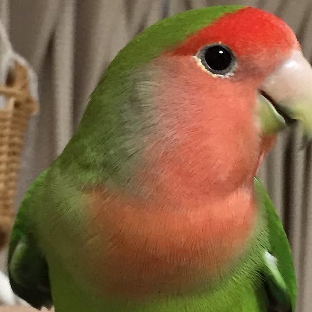 toratanさんの実例写真