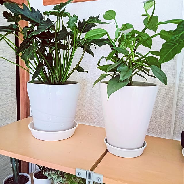 hanachanさんの部屋