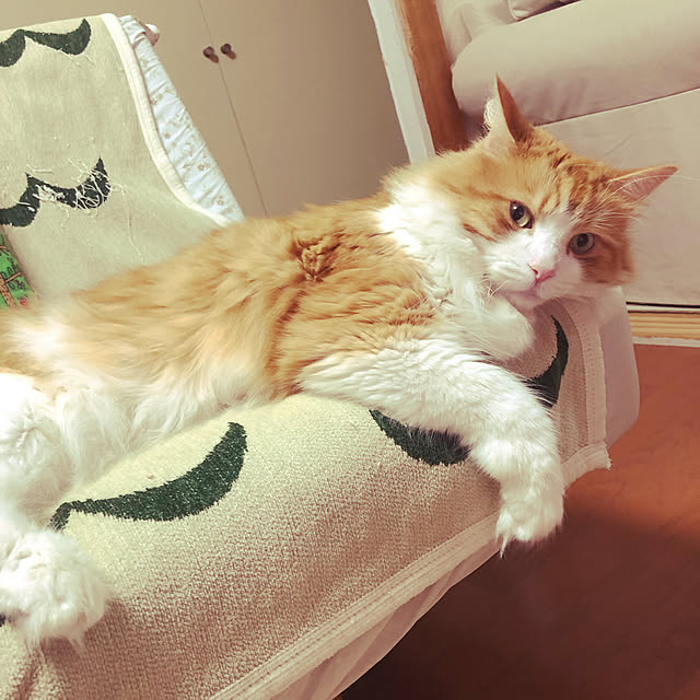 uchidaizuさんの実例写真