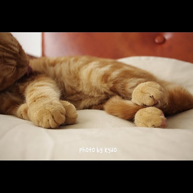 実例写真