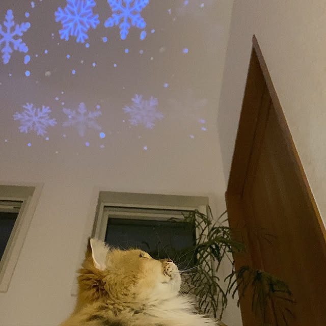 furitamaさんの実例写真