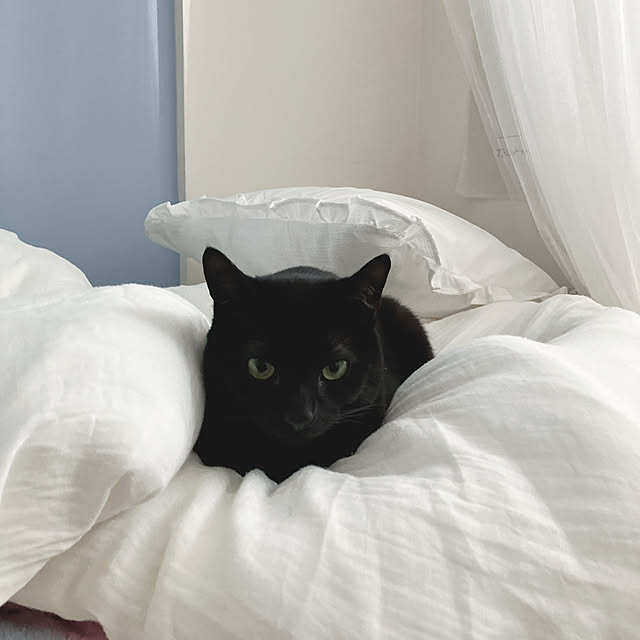 nekomiさんの実例写真